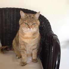 Blanding af racer Lille mis