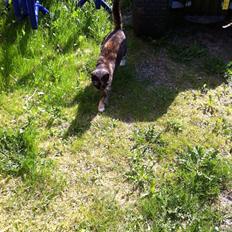 Huskat Lalle muzzes Lady mis