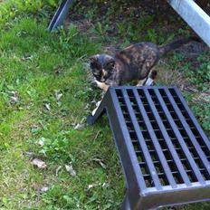 Huskat Lalle muzzes Lady mis