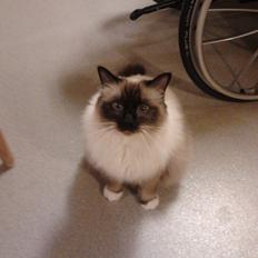 Hellig Birma Elvis