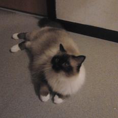 Hellig Birma Elvis