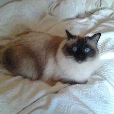Hellig Birma Elvis