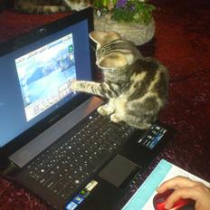 Blanding af racer Kenda