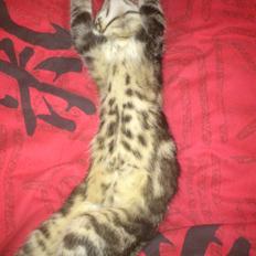 Blanding af racer Kenda