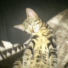 Blanding af racer Kenda