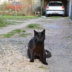 Blanding af racer Chastines Loke-Loke