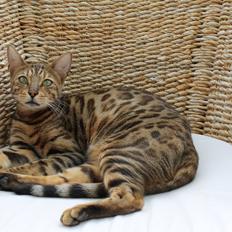 Bengal Fashion (Himmelkat) død 2021