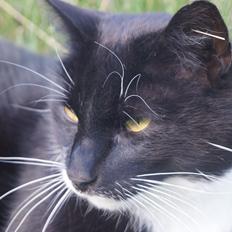 Blanding af racer Killer