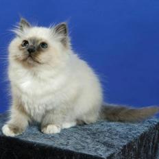 Hellig Birma Tahobis Binisha