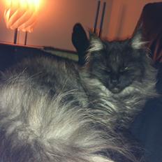 Blanding af racer Åberg