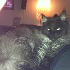 Blanding af racer Åberg