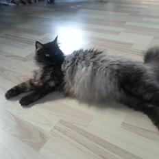 Blanding af racer Åberg