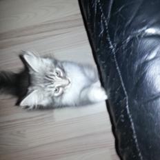 Blanding af racer Ny kat