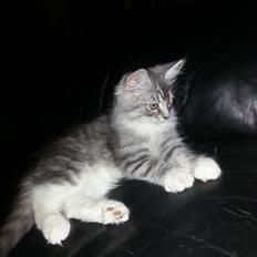 Blanding af racer Ny kat