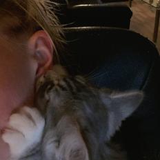 Blanding af racer Ny kat