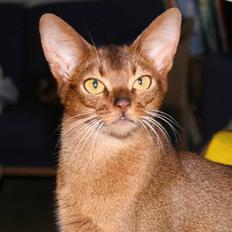 Abyssinier Jess af Khartoum