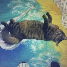 Blanding af racer Rasmus