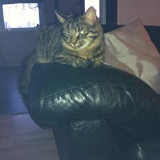 Blanding af racer Rasmus