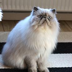 Colorpoint DK White Secret Ya-Hoo