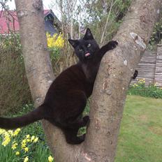 Blanding af racer Mowgli