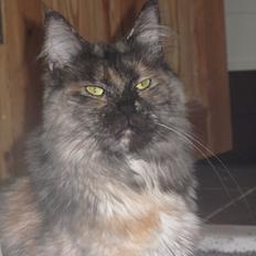 Maine Coon DK Struve's Peony "Født" 28/3