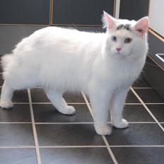 Blanding af racer Cody (Odd Eyed)