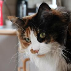 Maine Coon DK Krammedyret Regitze <3 4/7 "SOLGT"