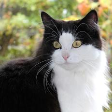 Blanding af racer Frida [Himmelkat]