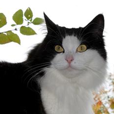 Blanding af racer Frida [Himmelkat]