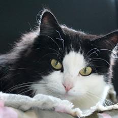 Blanding af racer Frida [Himmelkat]