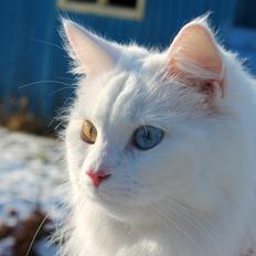 Blanding af racer Knirke [Himmelkat]