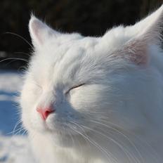 Blanding af racer Knirke [Himmelkat]