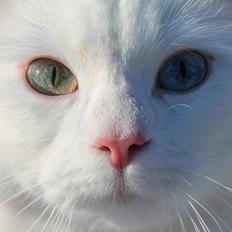 Blanding af racer Knirke [Himmelkat]