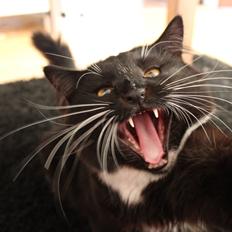 Blanding af racer Leopold