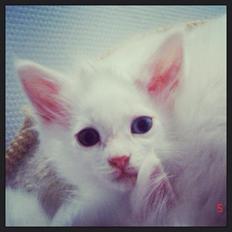 Blanding af racer JAX