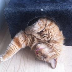 Blanding af racer Oliver