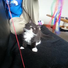 Blanding af racer Zika<3