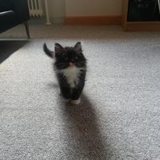 Blanding af racer Zika<3