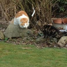 Norsk Skovkat Simba<3