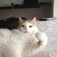 Norsk Skovkat Simba<3