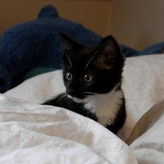 Huskat Momo