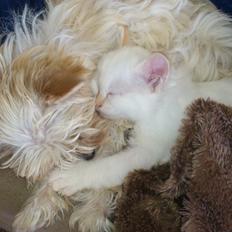 Hellig Birma Drøgemüller`s clara