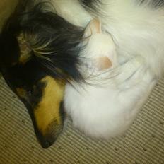 Hellig Birma Drøgemüller`s clara