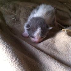 Huskat Chetty Chitty Chip Chap The Lux<3