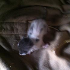 Huskat Chetty Chitty Chip Chap The Lux<3