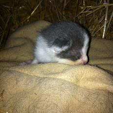 Huskat Chetty Chitty Chip Chap The Lux<3