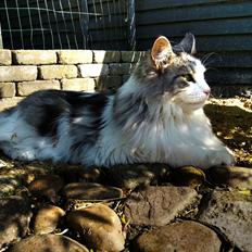 Maine Coon ozzie
