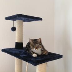 Blanding af racer Isabella