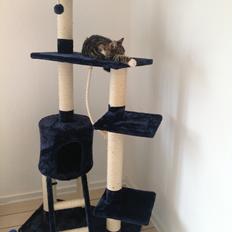 Blanding af racer Isabella