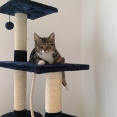 Blanding af racer Isabella